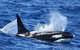 Bremer Bay Orca Experience - thumb 12