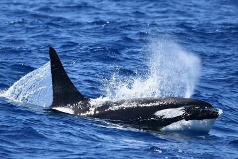 Bremer Bay Orca Experience - Accommodation Bookings 12