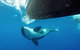 Bremer Bay Orca Experience - thumb 5