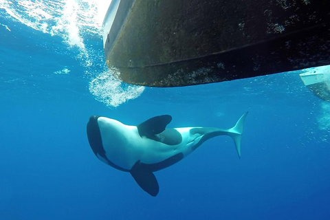 Bremer Bay Orca Experience - Accommodation Bookings 5