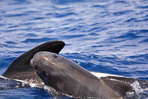 Bremer Bay Orca Experience - Accommodation Bookings 6
