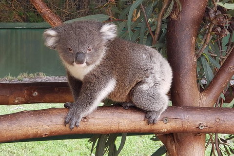 Very Best Of Perth Tour - Wildlife Park & City Highlights Tour - Accommodation Bookings 5