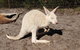 Very Best Of Perth Tour - Wildlife Park & City Highlights Tour - thumb 4
