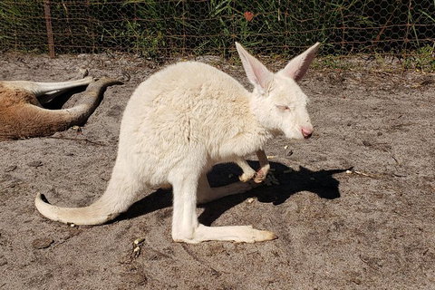 Very Best Of Perth Tour - Wildlife Park & City Highlights Tour - Accommodation Bookings 4