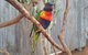 Very Best Of Perth Tour - Wildlife Park & City Highlights Tour - thumb 11
