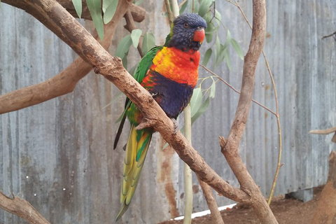 Very Best Of Perth Tour - Wildlife Park & City Highlights Tour - Accommodation Bookings 11