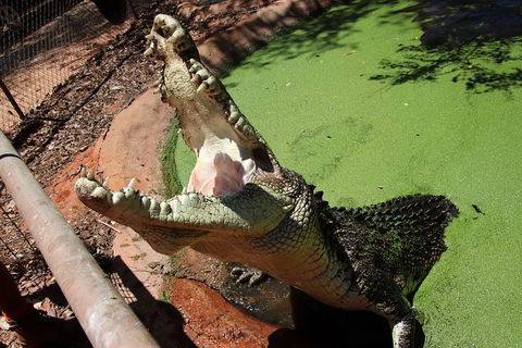 Malcolm Douglas Crocodile Park - Accommodation Bookings 10