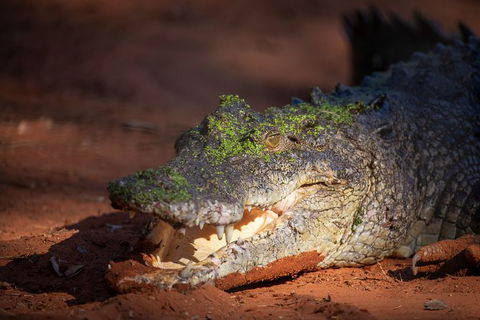 Malcolm Douglas Crocodile Park - Accommodation Bookings 11