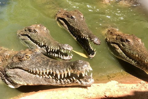 Malcolm Douglas Crocodile Park - Accommodation Bookings 5