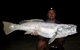 Half-Day Beach Fishing Safari - thumb 10