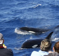 Bremer Canyon Killer Whale Orca Expedition - Accommodation Bookings