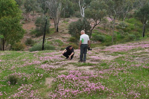 Orchids And Wildflowers Photographic Day Tour From Perth - Accommodation Bookings 11