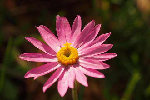 Orchids And Wildflowers Photographic Day Tour From Perth - Accommodation Bookings 7
