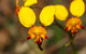 Orchids And Wildflowers Photographic Day Tour From Perth - thumb 2