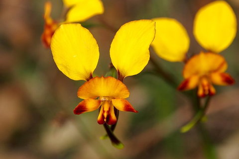 Orchids And Wildflowers Photographic Day Tour From Perth - Accommodation Bookings 2