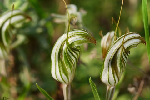 Orchids And Wildflowers Photographic Day Tour From Perth - Accommodation Bookings 12
