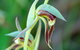Orchids And Wildflowers Photographic Day Tour From Perth - thumb 9