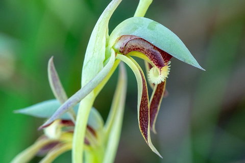 Orchids And Wildflowers Photographic Day Tour From Perth - Accommodation Bookings 9