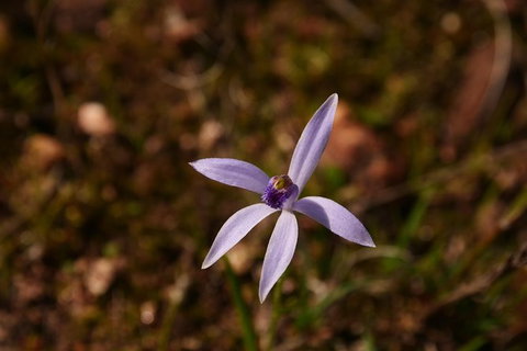 Orchids And Wildflowers Photographic Day Tour From Perth - Accommodation Bookings 6