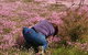 Orchids And Wildflowers Photographic Day Tour From Perth - thumb 4