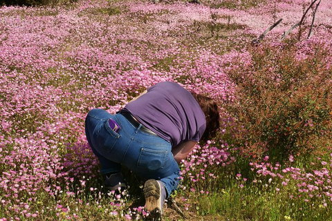 Orchids And Wildflowers Photographic Day Tour From Perth - Accommodation Bookings 4