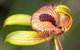 Orchids And Wildflowers Photographic Day Tour From Perth - thumb 0