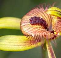 Orchids and Wildflowers Photographic Day tour from Perth - Accommodation Bookings