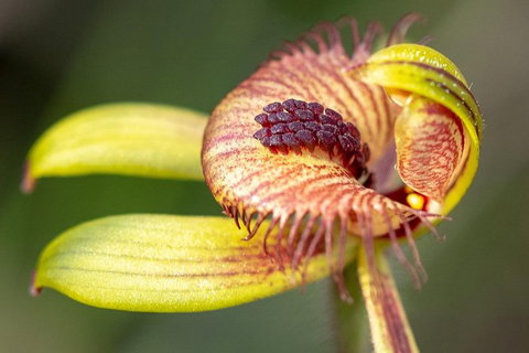 Orchids And Wildflowers Photographic Day Tour From Perth - Accommodation Bookings 0