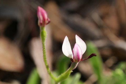 Orchids And Wildflowers Photographic Day Tour From Perth - Accommodation Bookings 5