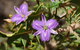 Orchids And Wildflowers Photographic Day Tour From Perth - thumb 3