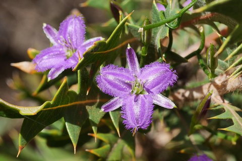 Orchids And Wildflowers Photographic Day Tour From Perth - Accommodation Bookings 3