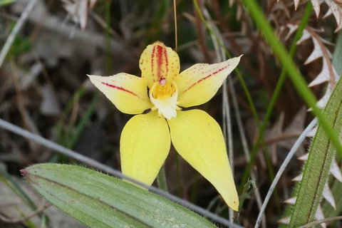 Orchids And Wildflowers Photographic Day Tour From Perth - Accommodation Bookings 8
