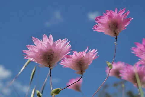 Orchids And Wildflowers Photographic Day Tour From Perth - Accommodation Bookings 10