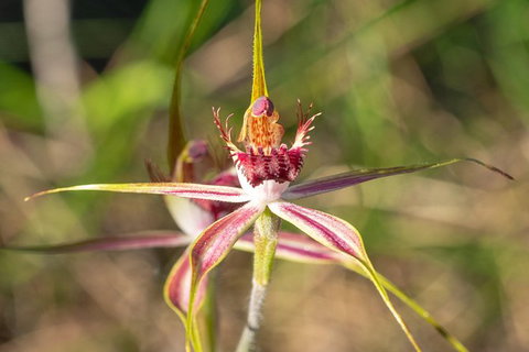 Orchids And Wildflowers Photographic Day Tour From Perth - Accommodation Bookings 13