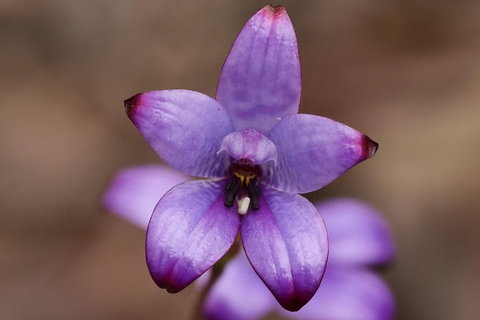 Orchids And Wildflowers Photographic Day Tour From Perth - Accommodation Bookings 1