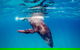 Life On Ningaloo Swimming Tour In Exmouth - thumb 5
