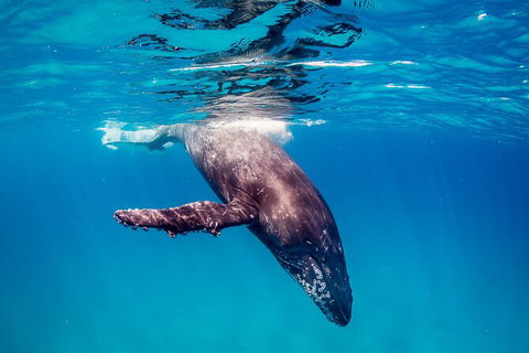 Life On Ningaloo Swimming Tour In Exmouth - Accommodation Bookings 5