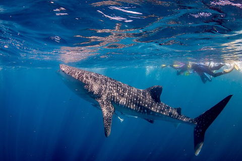 Life On Ningaloo Swimming Tour In Exmouth - Accommodation Bookings 2