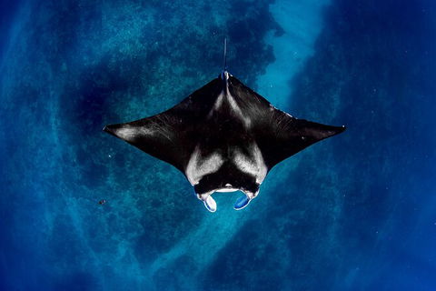 Life On Ningaloo Swimming Tour In Exmouth - Accommodation Bookings 3