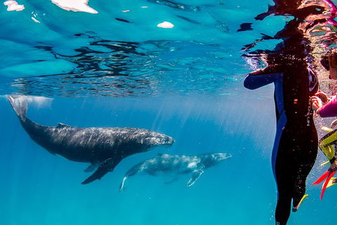 Life On Ningaloo Swimming Tour In Exmouth - Accommodation Bookings 0