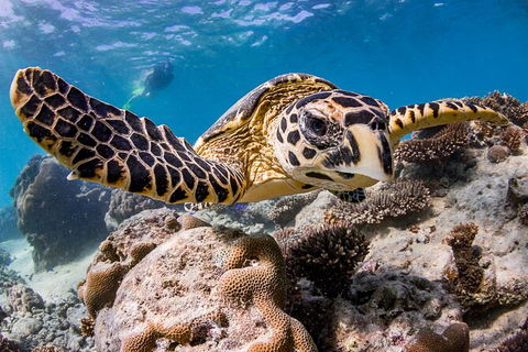 Life On Ningaloo Swimming Tour In Exmouth - Accommodation Bookings 1