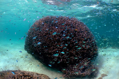 5 Night Ningaloo Reef Ningaloo Escape From Coral Bay - Accommodation Bookings 3