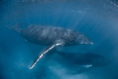 Full-Day Whale Watching Snorkeling And Swimming At Coral Bay - Accommodation Bookings 6