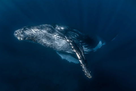 Full-Day Whale Watching Snorkeling And Swimming At Coral Bay - Accommodation Bookings 7