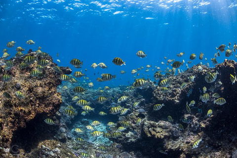 Full-Day Whale Watching Snorkeling And Swimming At Coral Bay - Accommodation Bookings 1