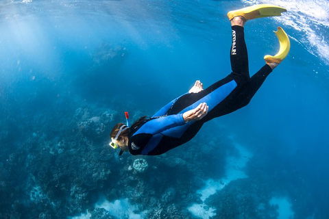 Full-Day Whale Watching Snorkeling And Swimming At Coral Bay - Accommodation Bookings 2