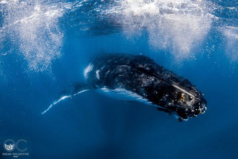 Full-Day Whale Watching Snorkeling And Swimming At Coral Bay - Accommodation Bookings 4