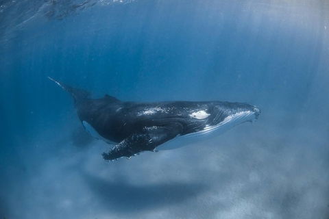 Full-Day Whale Watching Snorkeling And Swimming At Coral Bay - Accommodation Bookings 5