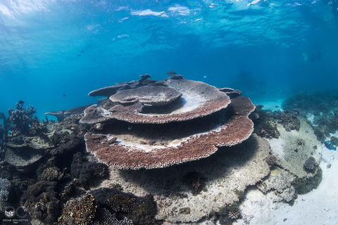 Whale Shark Adventure Tour - Accommodation Bookings 7