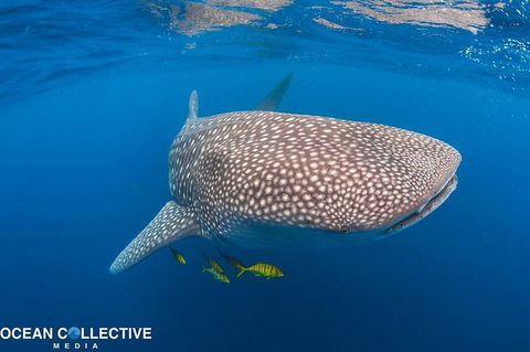 Whale Shark Adventure Tour - Accommodation Bookings 11
